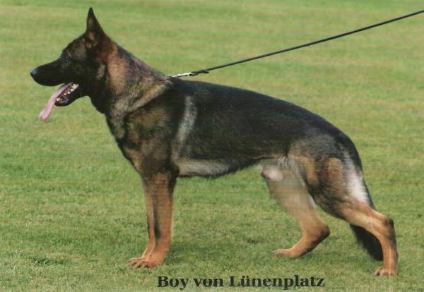 Blue Boy von Lunen Platz