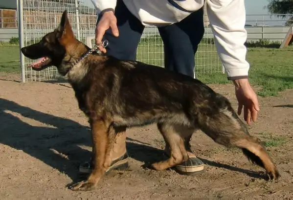Ixa Câini de Politie