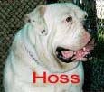 Shawn-Kris' Hoss