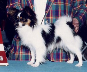 AM CH Chrysalis Top Brass