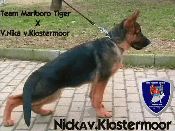 Nicka vom Klostermoor