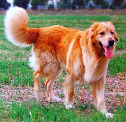 Tinko vom Elbflorenz