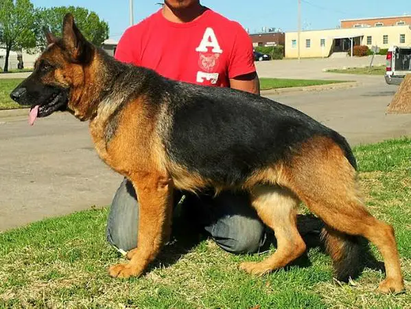 The Girl From Ipanema von Laendler Haus