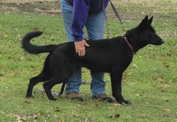 Stevie Vom Germelhaus