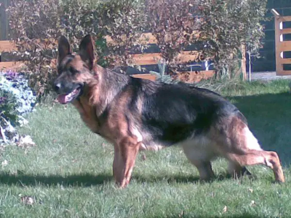 V1 Grille vom Sodinger Land