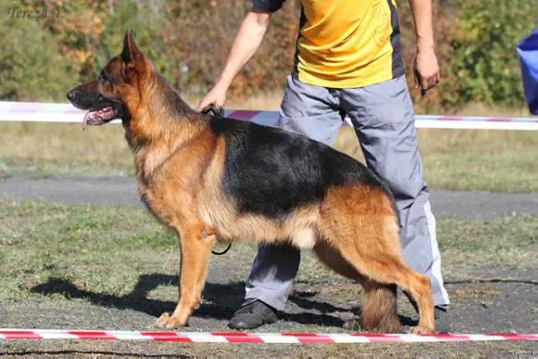 V (RU) Zederland Cheroke