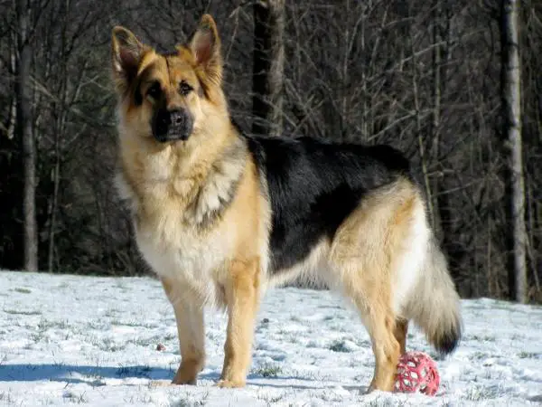 Legacy's Hearts Content of Allegheny