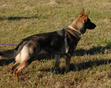 Ousie Vom Germelhaus