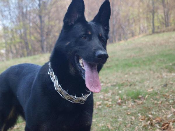 Hun von der Kampfstatt