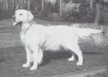 RK CZ`94 Favourite v.d. Druneborgh