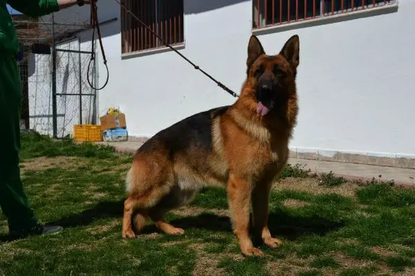 Aragon v.d. Alexander