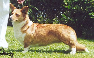 Copperleaf Mari Gold