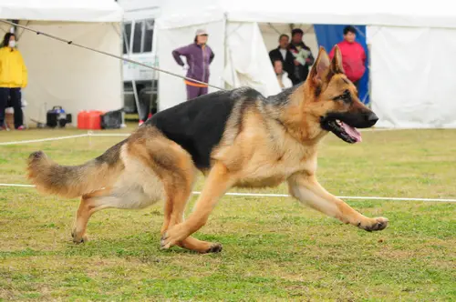 Juna von Brand Schwanen