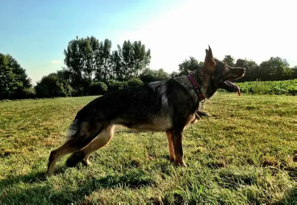 Gem Diamond vom Gildaf