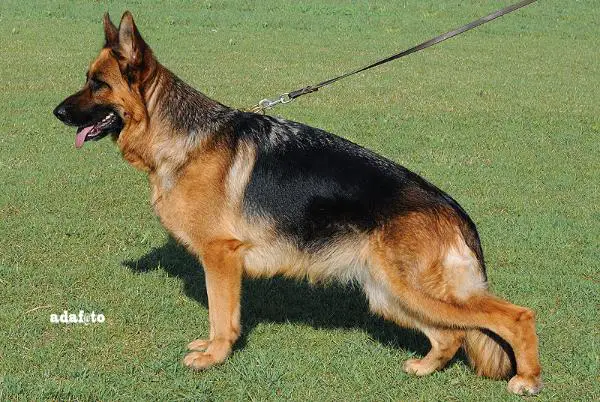 Zora dell'Isola di Megaride