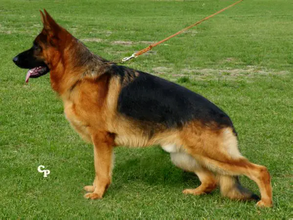 V11 SAS Clint vom Bördetal