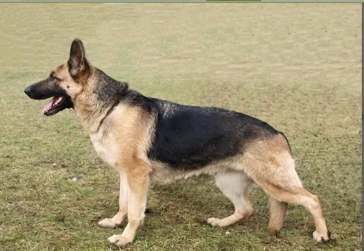 CORA z Malebnych hvozdu