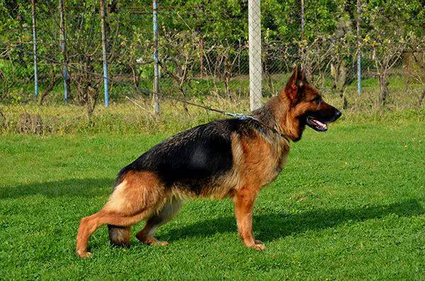 V Donna Vardar Wolf