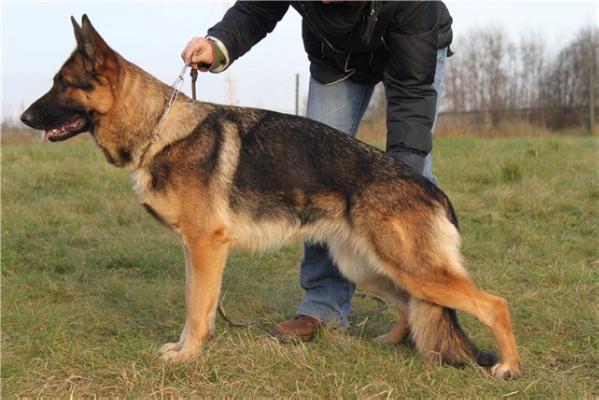 Zara Gelezinis vilkas