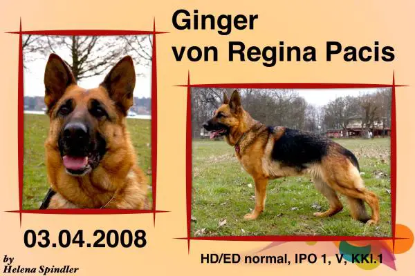V Ginger von Regina Pacis