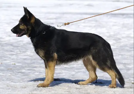 Peggy z Labskeho privozu