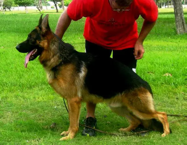 Gringo Von Der Lars Aue