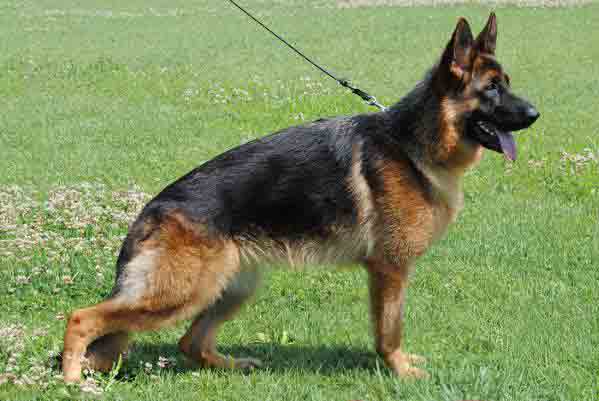 Odessa vom Zellergrund