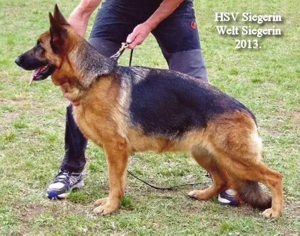 2XVA1 H WORLD WINNER Fiby Leithawald Hungary