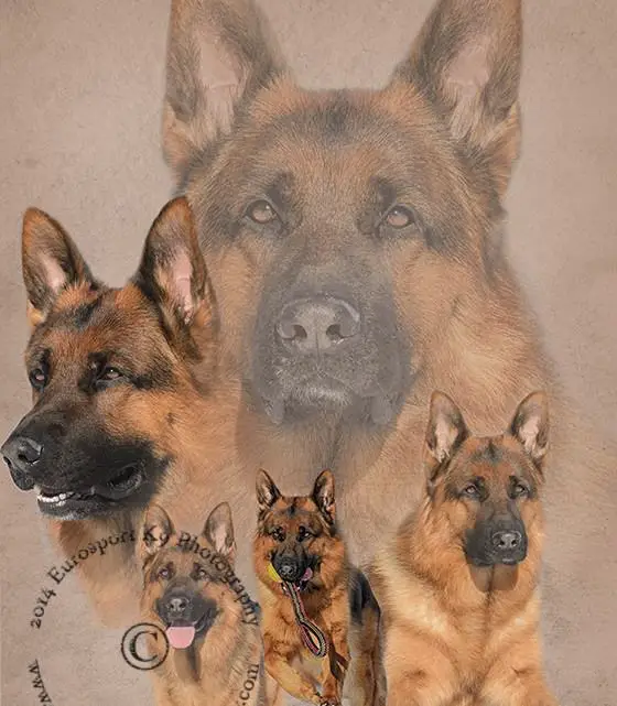 V GIBB'Z du Bois du Luxembourg