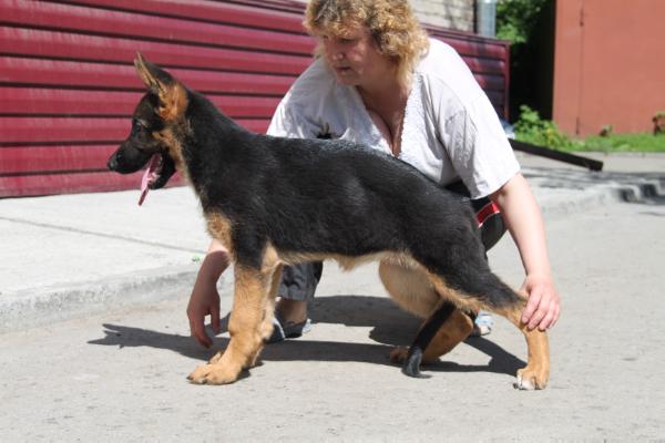 ROSSIA Tugami hof Zlata