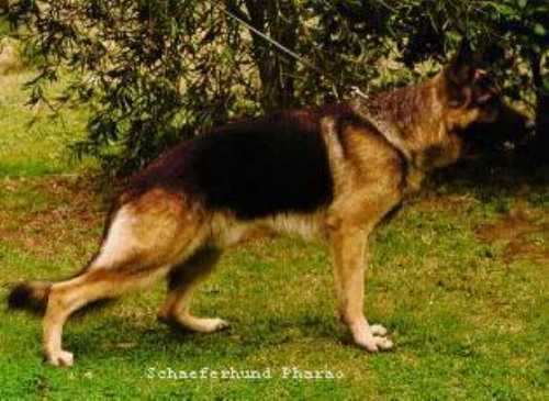 Schaeferhund Pharao