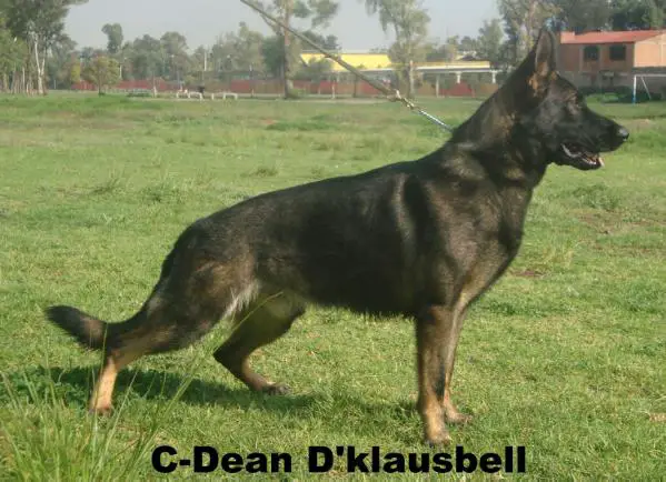 C-Dean D'klausbell