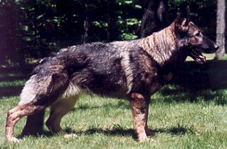 Anka vom Brockenscheidter Land