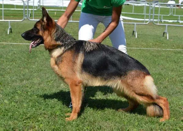 V11 SAS 2015 Ruby dei Templari