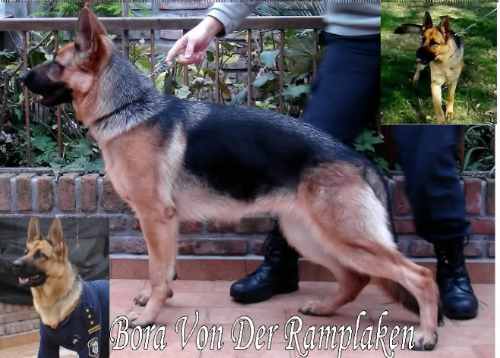 Bora Von Der Ramplaken