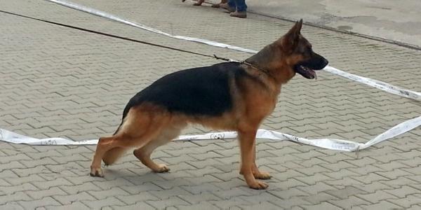 CAC,RCACIB,EXC 1 Thorhaus Sony