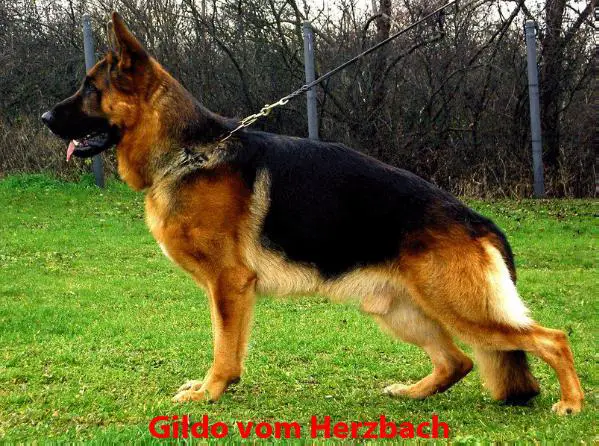 V Gildo vom Herzbach