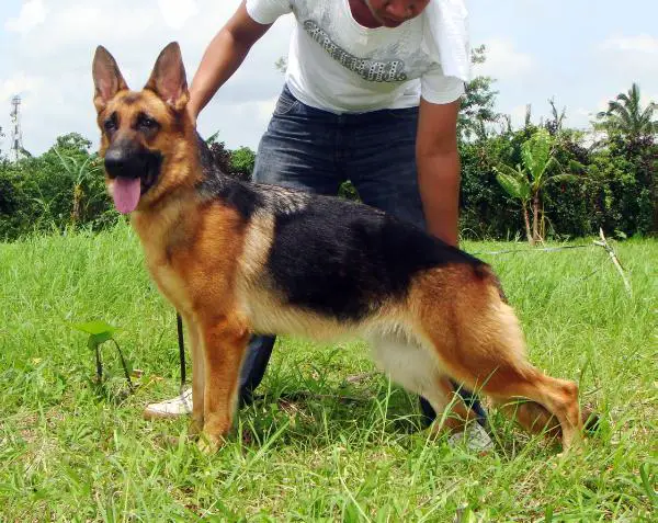 VV1 Golden Ridge Phoebe