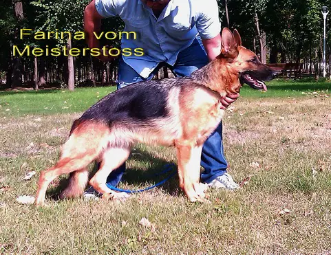 R. CACIB Farina vom Meisterstoss