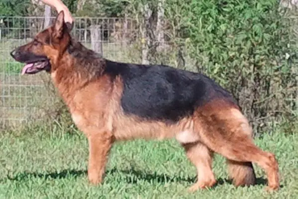 Quiency Blitzenhaus von Salerno