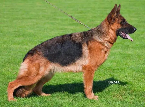 V Paola von der Plassenburg