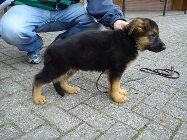 Merlin von der Addingaste