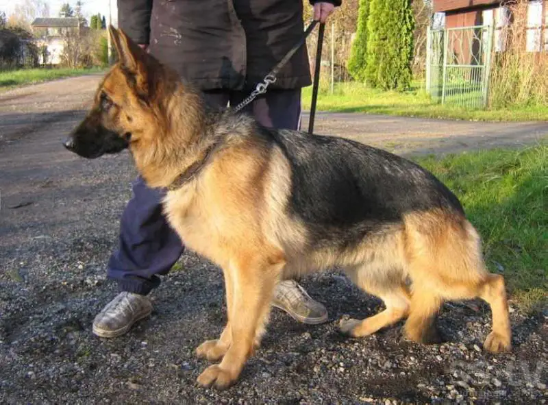 Toshiba von Haus Karnelio