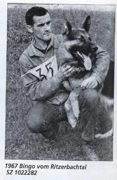 BSP Sieger 1964, 1966 & 1967 Bingo vom Ritzerbachtal