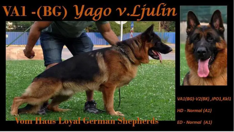 VA1 Yago v Ljulin