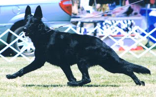 Inflight's Total Eclipse