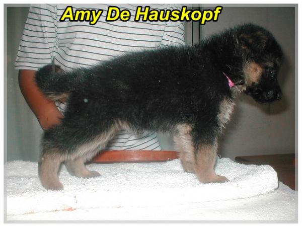 Amy De Hauskopf