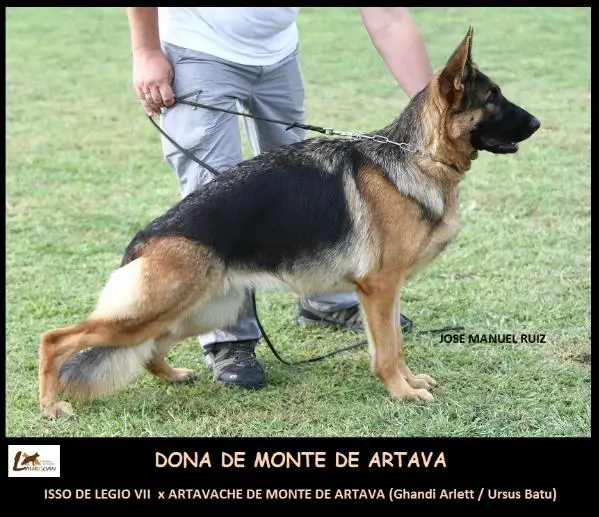 SG1(SPAIN) Dona De Monte De Artava