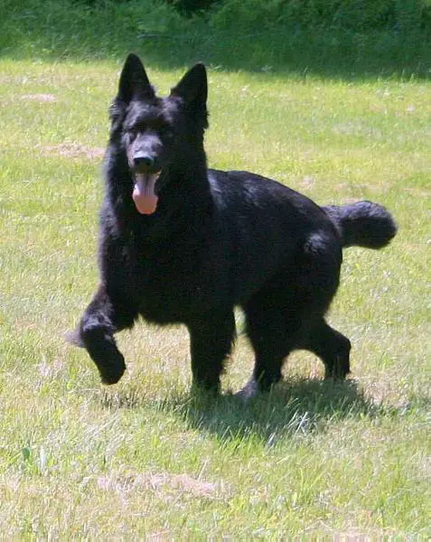 Quarterback Vom Sucherquelle