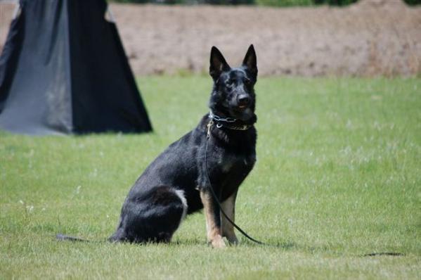 Kiska vom Blitzstrahl